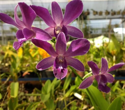 DENPHAL COERULEO - MUDA 5 A 10 CM