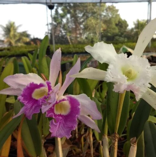 L PURPURATA WERKHAUSERI X DIGBYANA