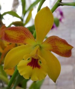 C. YAMADARA MUDA 10 A 15 CM