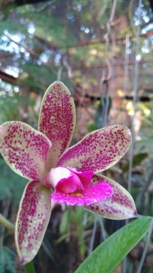 C. PÃO DE AÇUCAR X BLC. DURIGAN PRE ADULTA