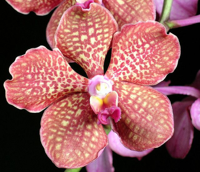 VANDA WIRAT X V. MADAME RATTANA