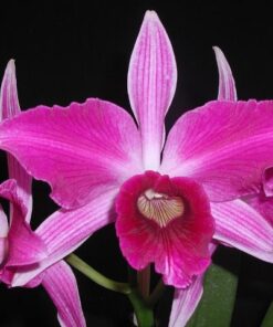L PURPURATA FLAMEA X SELF