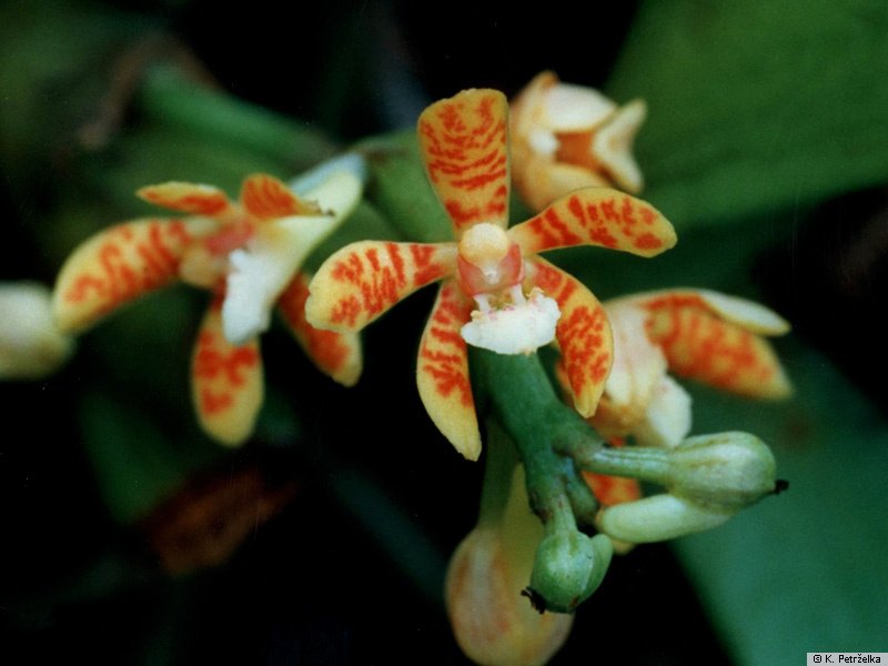 ACAMPE OCHRACEA MUDA 5 A 10 CM