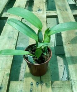 POT. LOVE CALL "TROPICAL QUEEN" ADULTA