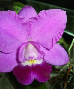 BLC. ROSE WHISPER X LC ALOHA CASE CHING HUA - CORTE ADULTO