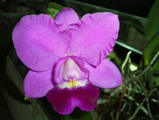 BLC. ROSE WHISPER X LC ALOHA CASE CHING HUA ADULTA