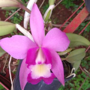 ALOHA CASE X BRASSAVOLA ARISTOCRATA - CORTE ADULTO