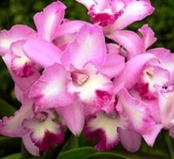 LC. ANGEL HEART "HIHIMANUP"  PRÉ ADULTA