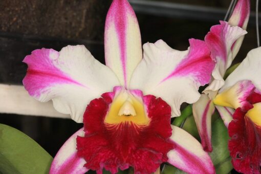 BLC. ANN CLEO STAR AND STRIPES - CORTE ADULTO