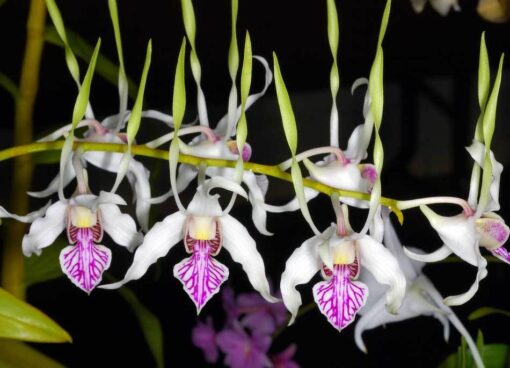 DENDROBIUM ANTENATUM MUDA