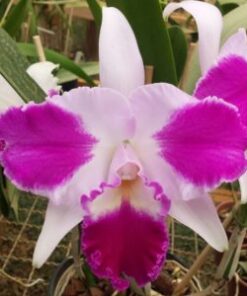 BLC. AQUI FINN NATURE BEST ADULTA