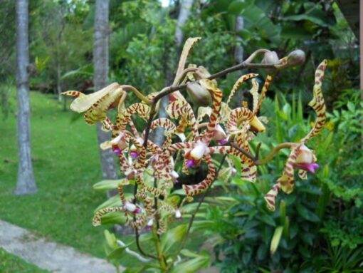 ARACHNIS FLOS AERIS