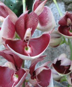 CATASETUM IMPERIALIS CHEFÃO  ADULTO