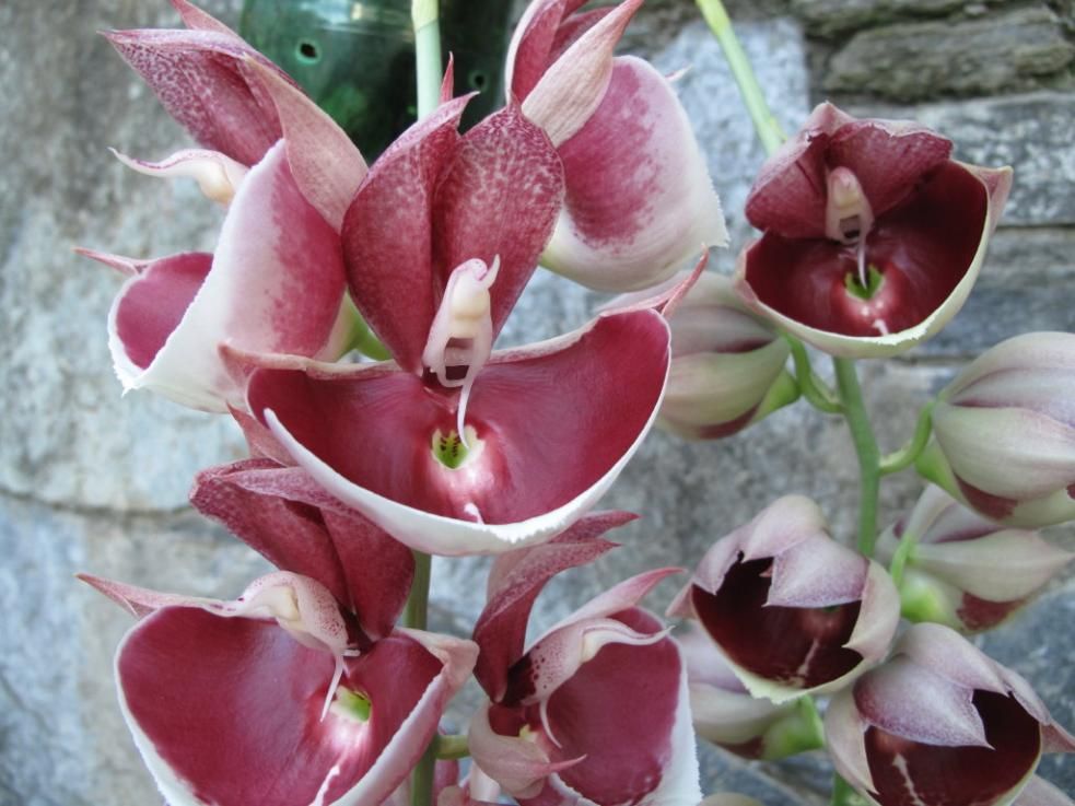 CATASETUM IMPERIALIS CHEFÃO  ADULTO