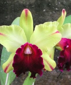 BLC. TOSHIE AOKI CARMELA X LC. MELODY FAIR CAROL
