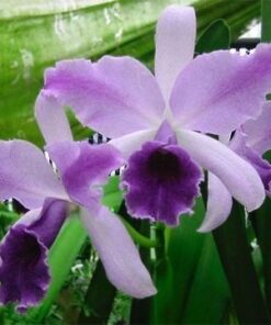 LC. MARY ELISABETH BOHN "ROYAL FLARE" - CORTE ADULTO