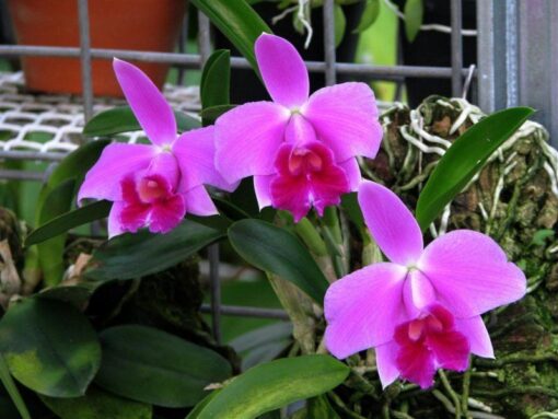 LAELIA PUMILA BLACK DIAMOND - MUDA DE 5 A 10CM