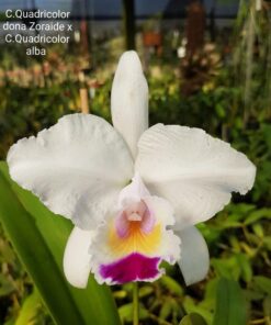 BLC. PASTORAL S/A INOCENSE X C. QUADRICOLOR S/A 4N