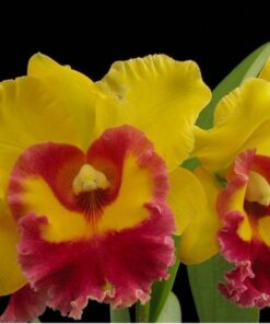 BLC. CHUNYEAH X POT. LUNA JAUNE CORTE ADULTO