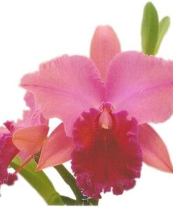BLC SALMON SPLENDOR X CHIA LIN - CORTE ADULTO