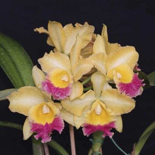 TURANDOT ARARAQUARA X ORANGE SHOW X OCONEE MENDENHALL ADULTA