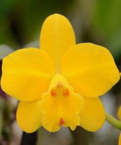 C. BEAUFORT X HAWAIIAN FANTASY ADULTA