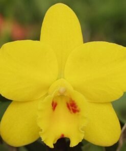 C. BEAUFORT X POT. LOVE PASSION “ORANGE BIRD” ADULTA