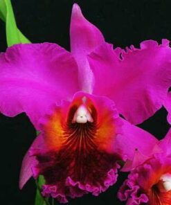 LC. RAYE HOLMES 'NEW BERRY X LC. EVERET DIRKESSEN - CORTE ADULTO