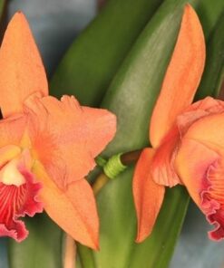 CHIA LIN NEW CITY X LOVE PASSION ORANGE  PRÉ ADULTA