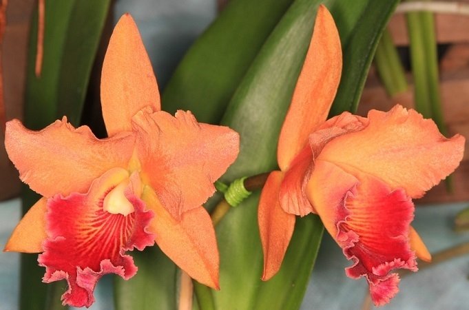 CHIA LIN NEW CITY X LOVE PASSION ORANGE PRÉ ADULTA