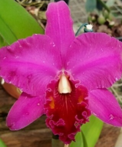 BLC. CHINA LADY `ORCHIS´ ADULTA