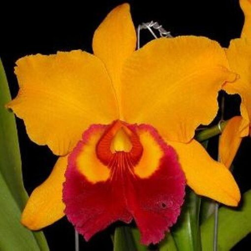 BLC CHUNYEAH#19 X POT. LITTLE TOSHIE HJR ADULTA
