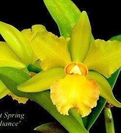 BLC. CONSTANT S PRÉNG GREEN RADIANCE MUDA