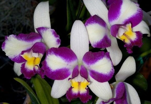 HAW YUAN BEAUTY - MUDA