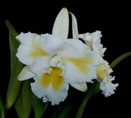 ISLAND CHAYN BLUMEN INSEL - MUDA 5 A 10CM