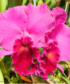BLC. JOÃO PAULO FONTES ADULTA
