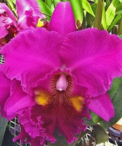 BLC. LUCKY STRIKE