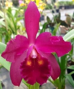 C. TOKYO YAMAGUSHI MUDA