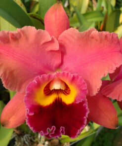 RLC. LINDA DONNA X BLC. NOBILES TROPICAL SUNSET