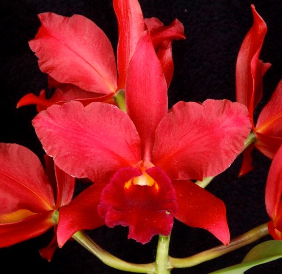 BLC OCONEE X BRUNO BRUNO 'RED LAVA' MUDA