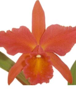 BLC. LAKELAND BRYTT - CORTE ADULTO
