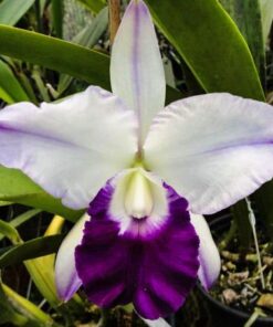 MEM. ROBERT STRAIT BLUE HAWAI
