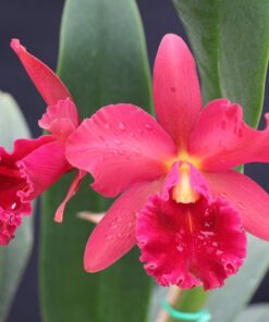 BLC OWEN HOLMES PONKAN X RED CRAB KUAN MIAO - CORTE ADULTO