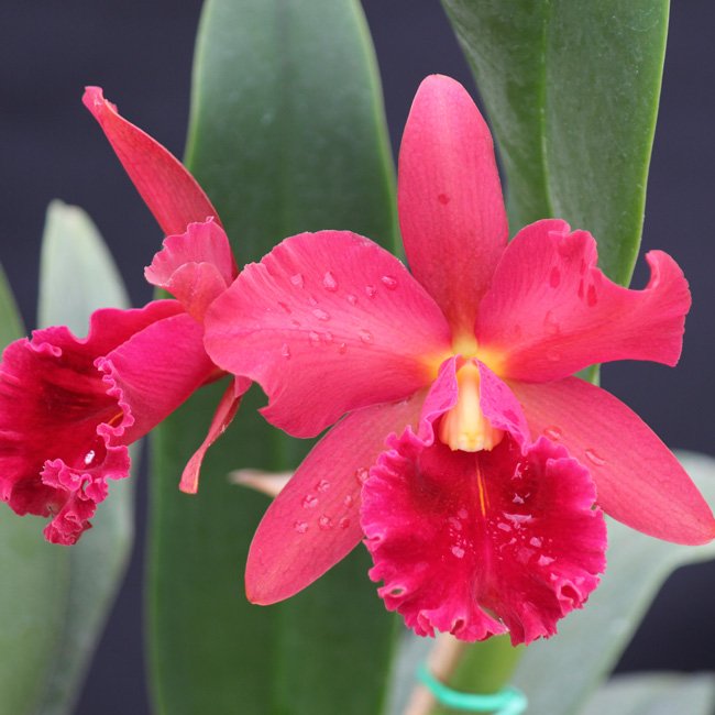 BLC OWEN HOLMES PONKAN X RED CRAB KUAN MIAO ADULTA