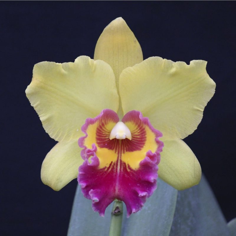 SAINT HELENA SOUND NEW BERRY X TOSHIE AOKI ROBIN X PENNY KURODA - CORTE ADULTO