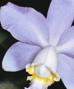 LC. NOBILE BLUE SKY COERULEA - CORTE ADULTO