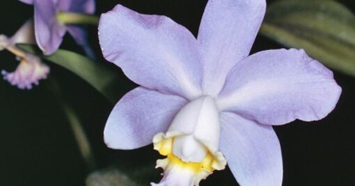 LC. NOBILE BLUE SKY COERULEA   PRÉ ADULTA