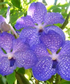 FUCHS DELIGHT BLUE  PRÉ ADULTA