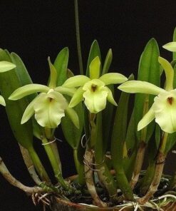 BRASSAVOLA GLAUCA MUDA