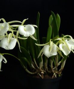 BRASSAVOLA NODOSA MUDA 5 A 10 CM